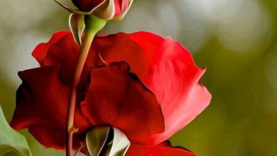 صورة وردة مغلقة جميلة حمراء لعيد الحب 390x220 - صورة وردة مغلقة جميلة حمراء لعيد الحب
