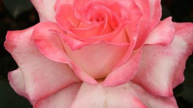 وردة مفتحة جميلة جدا وردى اللون 390x220 - صورة وردة مفتحة جميلة جدا وردى اللون