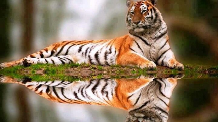 صور رائعة عن النمور جدا 720x405 - صور رائعة عن النمور جدا