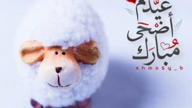 عيدكم أضحي مبارك وأجمل خروف العيد 390x220 - صور عيدكم أضحي مبارك وأجمل خروف العيد